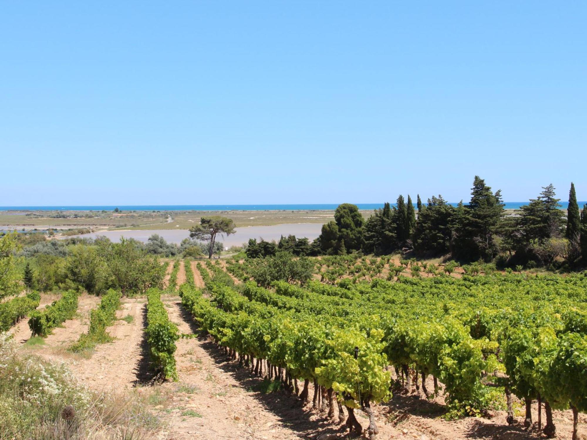 Apartment Les Hauts De St Pierre By Interhome Saint-Pierre-la-Mer  ภายนอก รูปภาพ